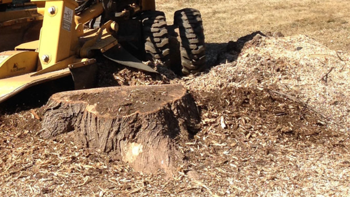 tree stump removal in Queenscliff