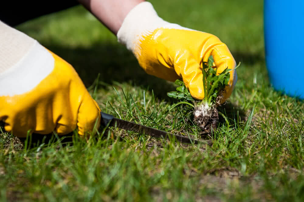 lawn mowing Ivanhoe